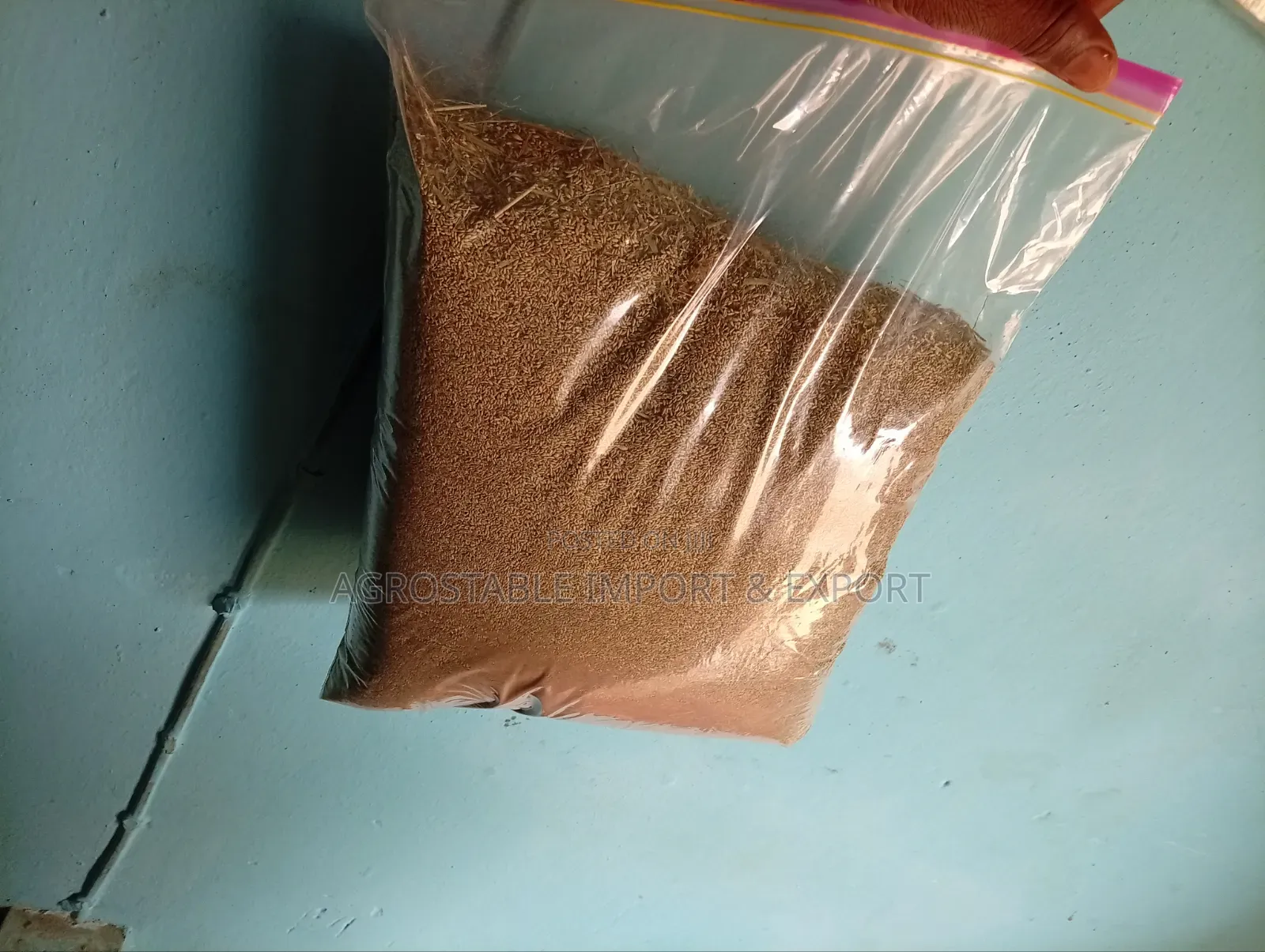 Panicum Maximum 1kg