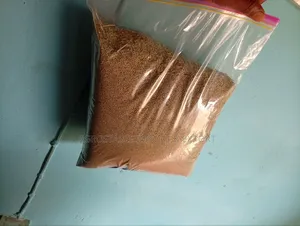 Panicum Maximum 1kg