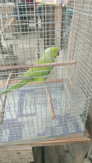 Lovely Parakeet Bird