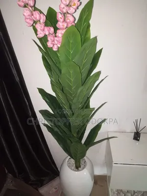 House Flower