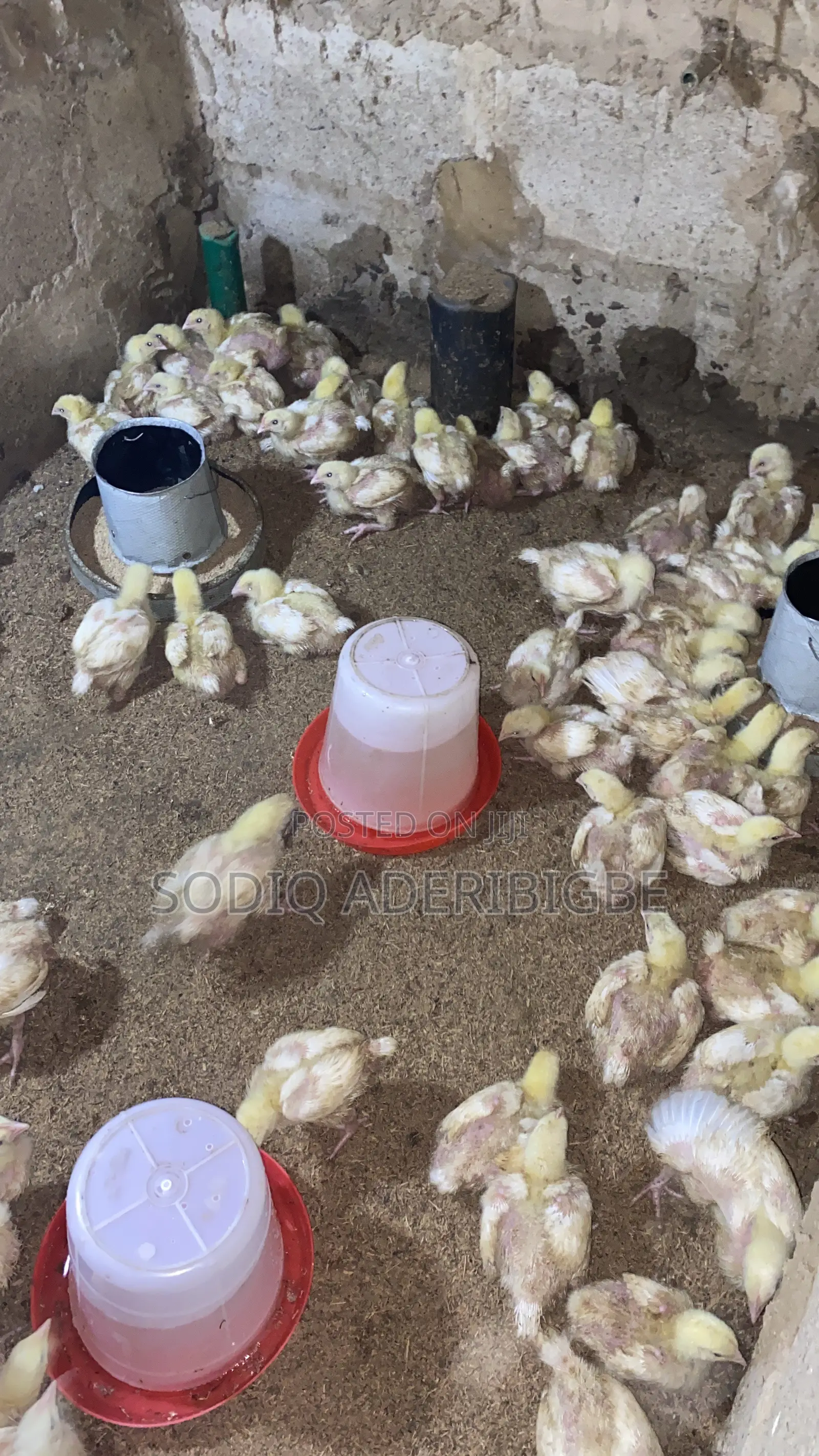 Two Weeks Broiler
