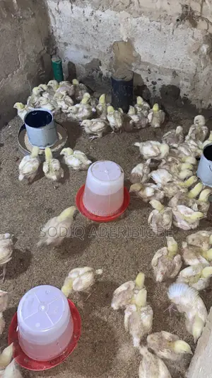 Two Weeks Broiler