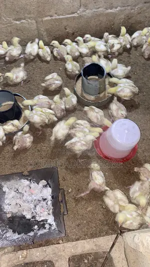Two Weeks Broiler