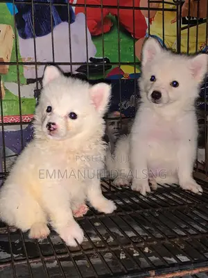 1-3 months Female Purebred American Eskimo