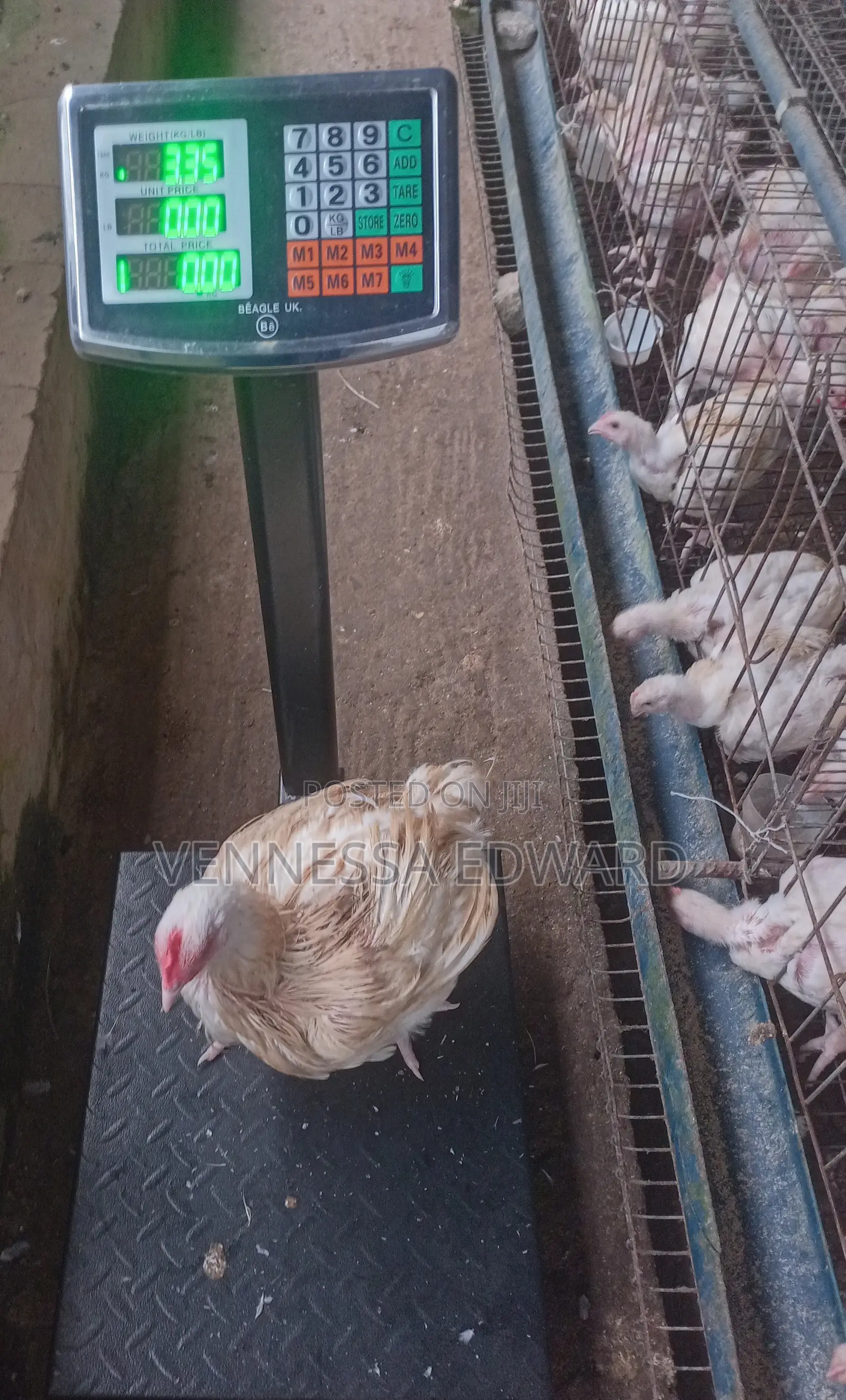 5–10 Weeks Matured Broilers – Price Per Kilo Live Weight