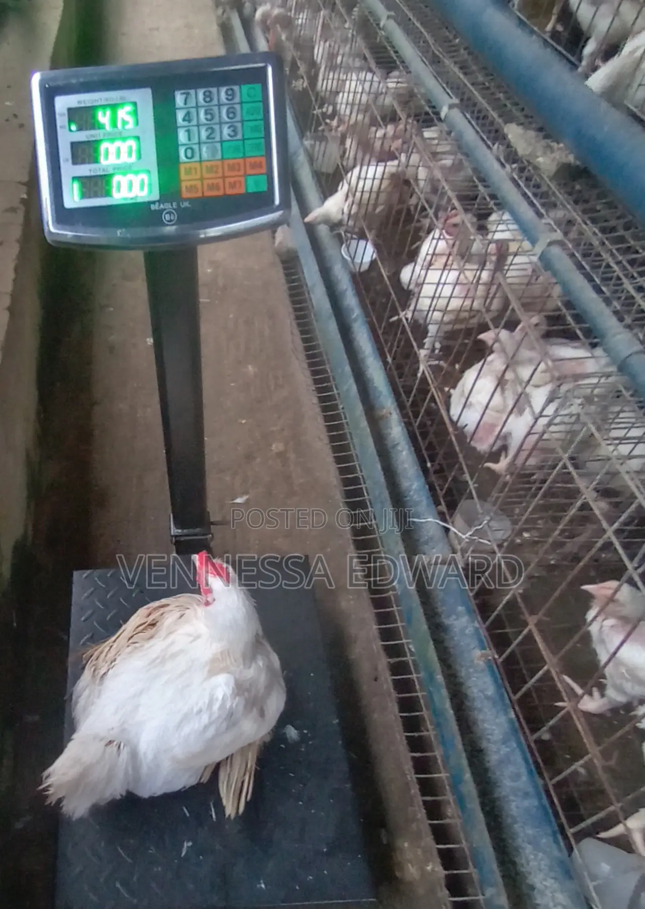 5–10 Weeks Matured Broilers – Price Per Kilo Live Weight