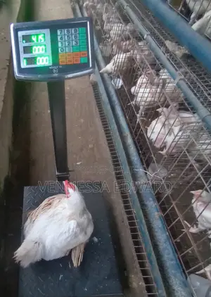 5–10 Weeks Matured Broilers – Price Per Kilo Live Weight