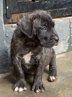 1-3 months Female Purebred Boerboel