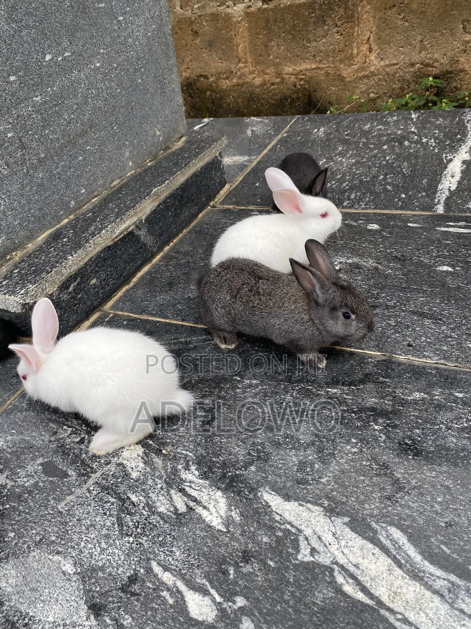Weaner Rabbit