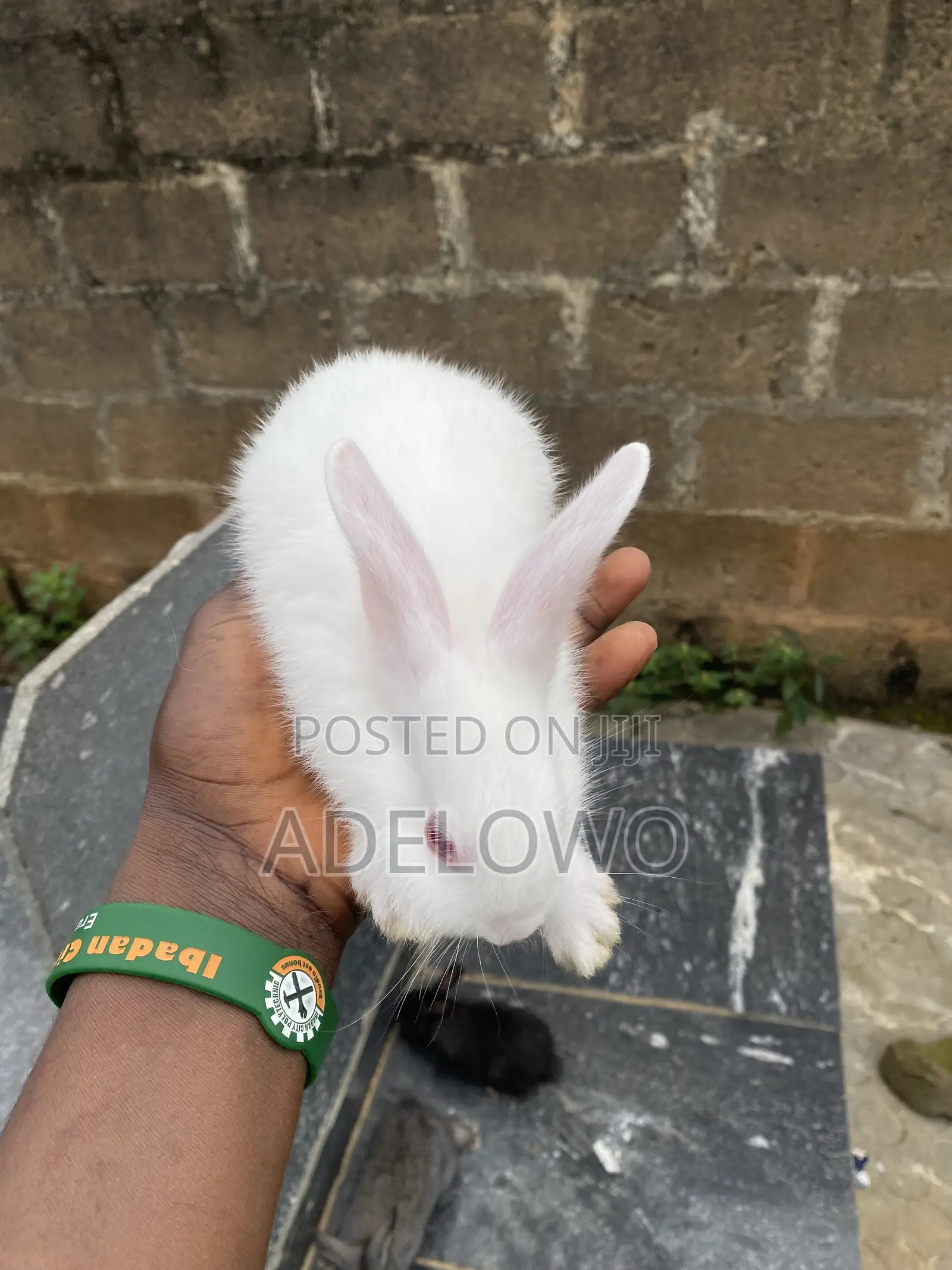 Weaner Rabbit