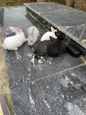 Weaner Rabbit