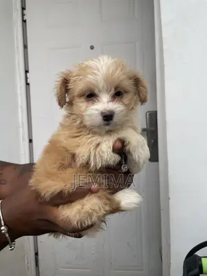 1-3 months Female Purebred Lhasa Apso
