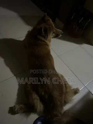 1+ year Female Mixed Breed Chow Chow
