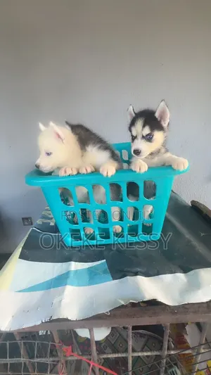 1-3 months Female Purebred Siberian Husky