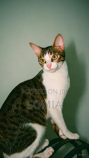 1+ year Female Mixed Breed Cat