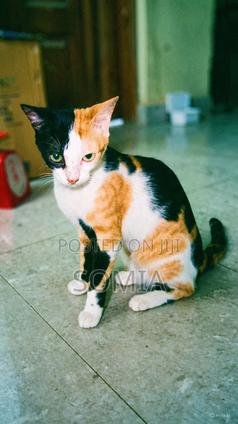1+ year Female Mixed Breed Cat