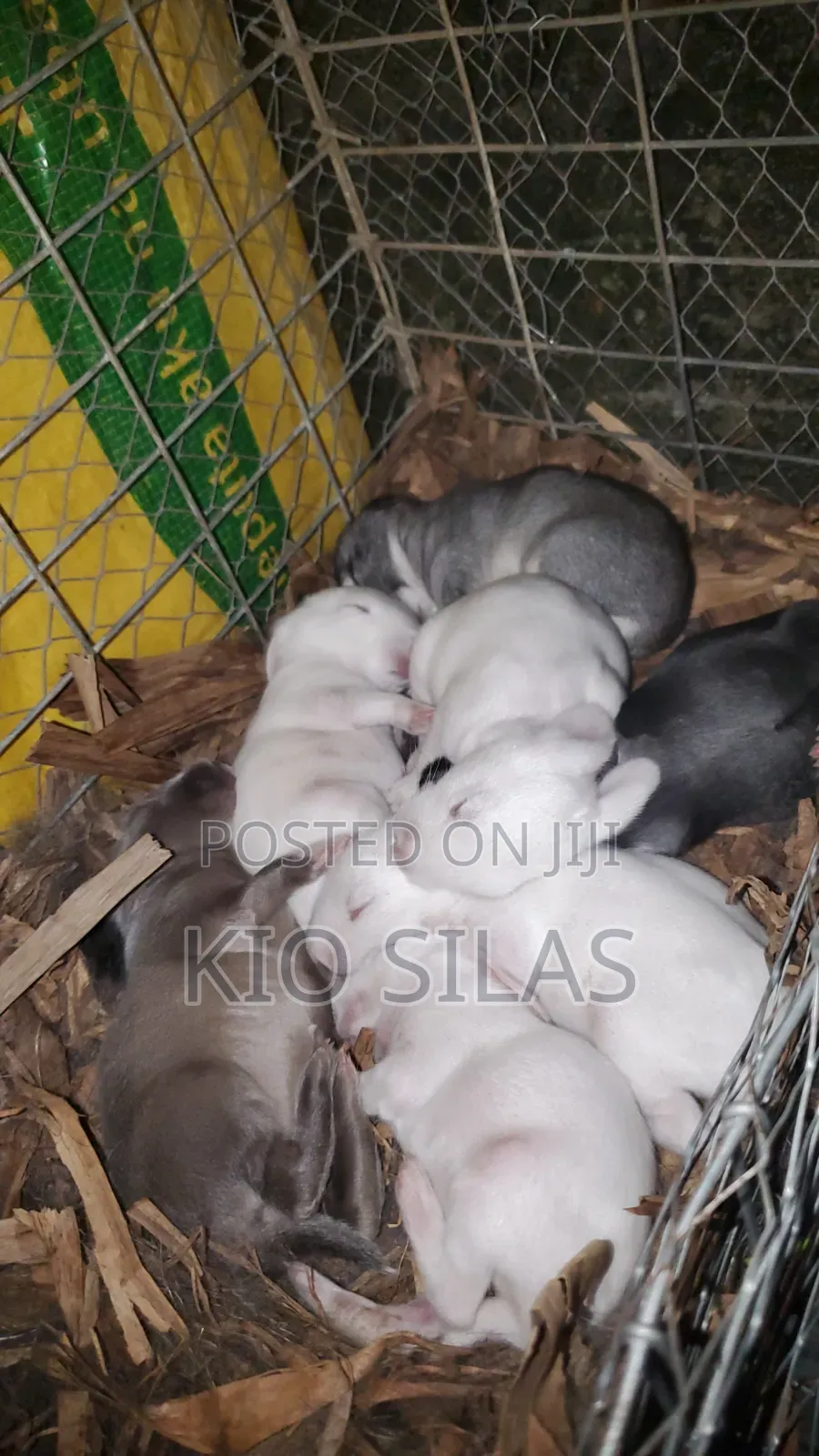 Weaners Available