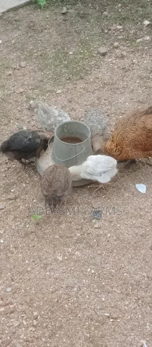 Indigenous Crossbred Chicken for Sale