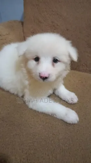 1-3 months Female Purebred American Eskimo