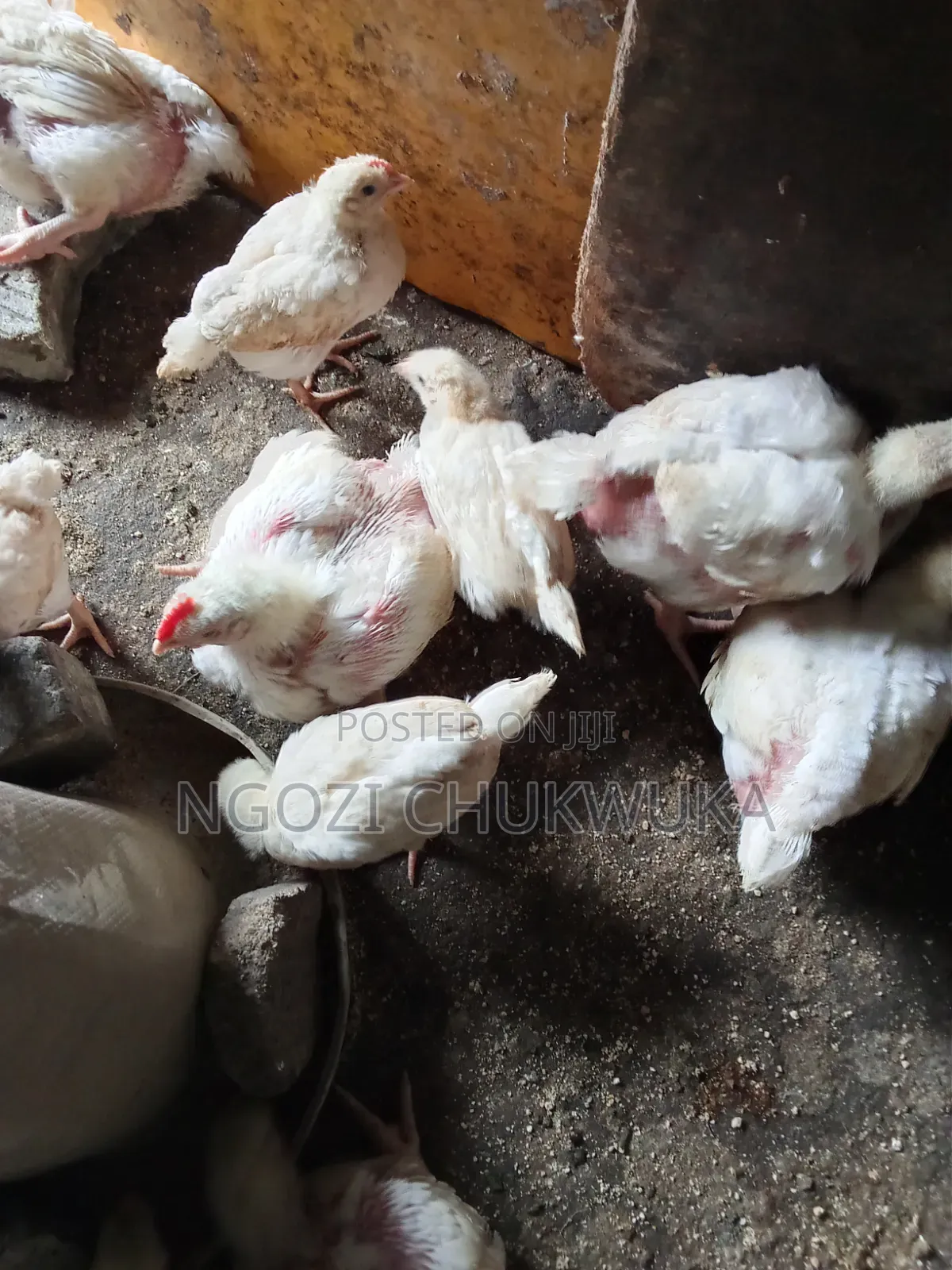 Broilers Chicken