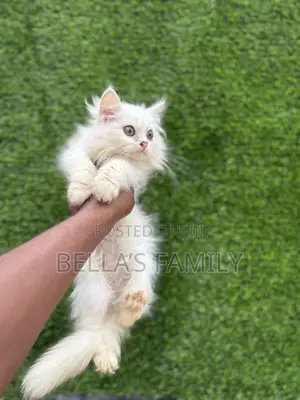 1-3 months Female Purebred Persian