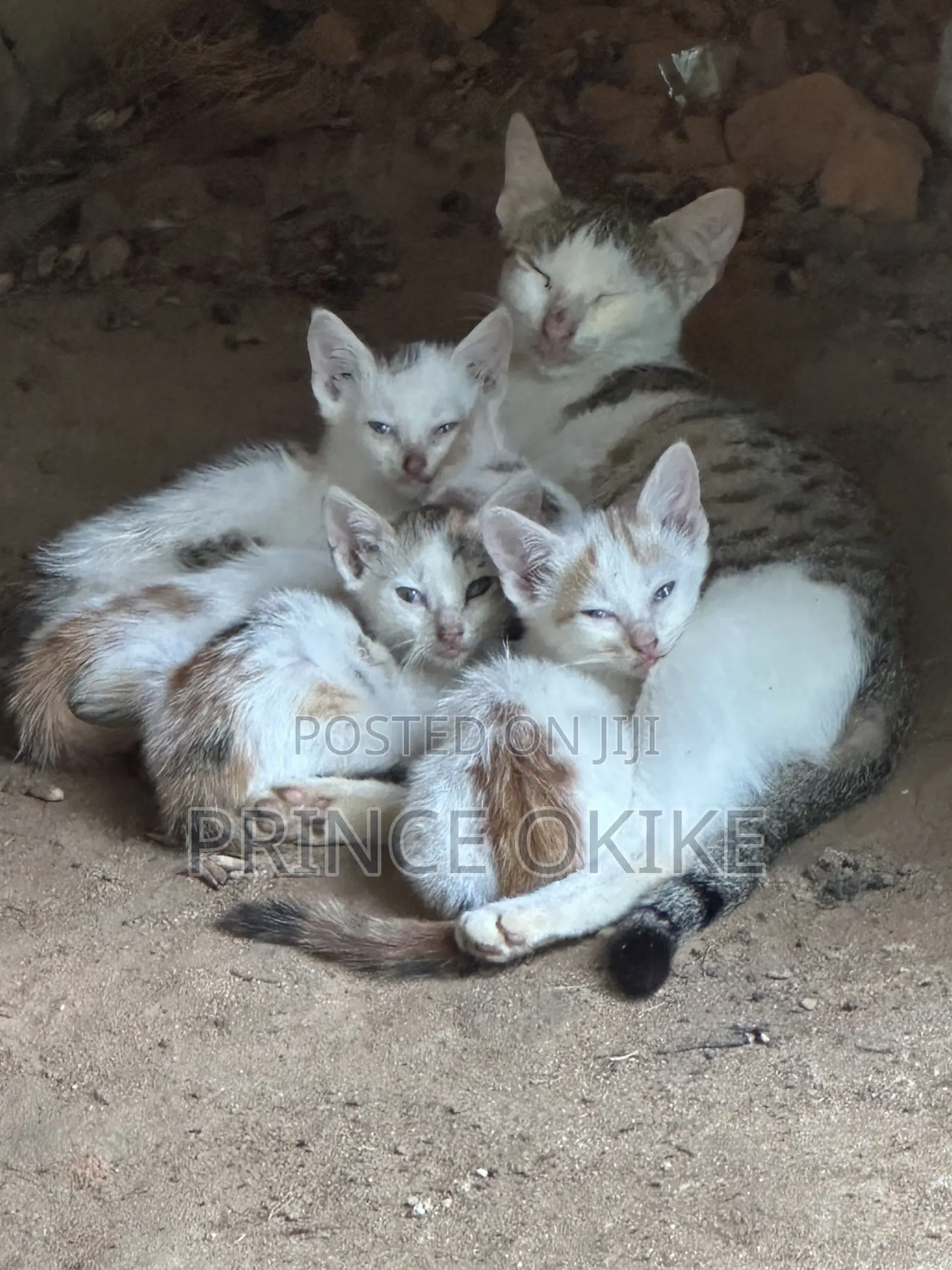 1-3 months Female Mixed Breed Cat