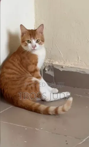 1-3 months Male Purebred American Shorthair