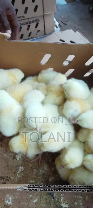I Sell Day Old Chicks