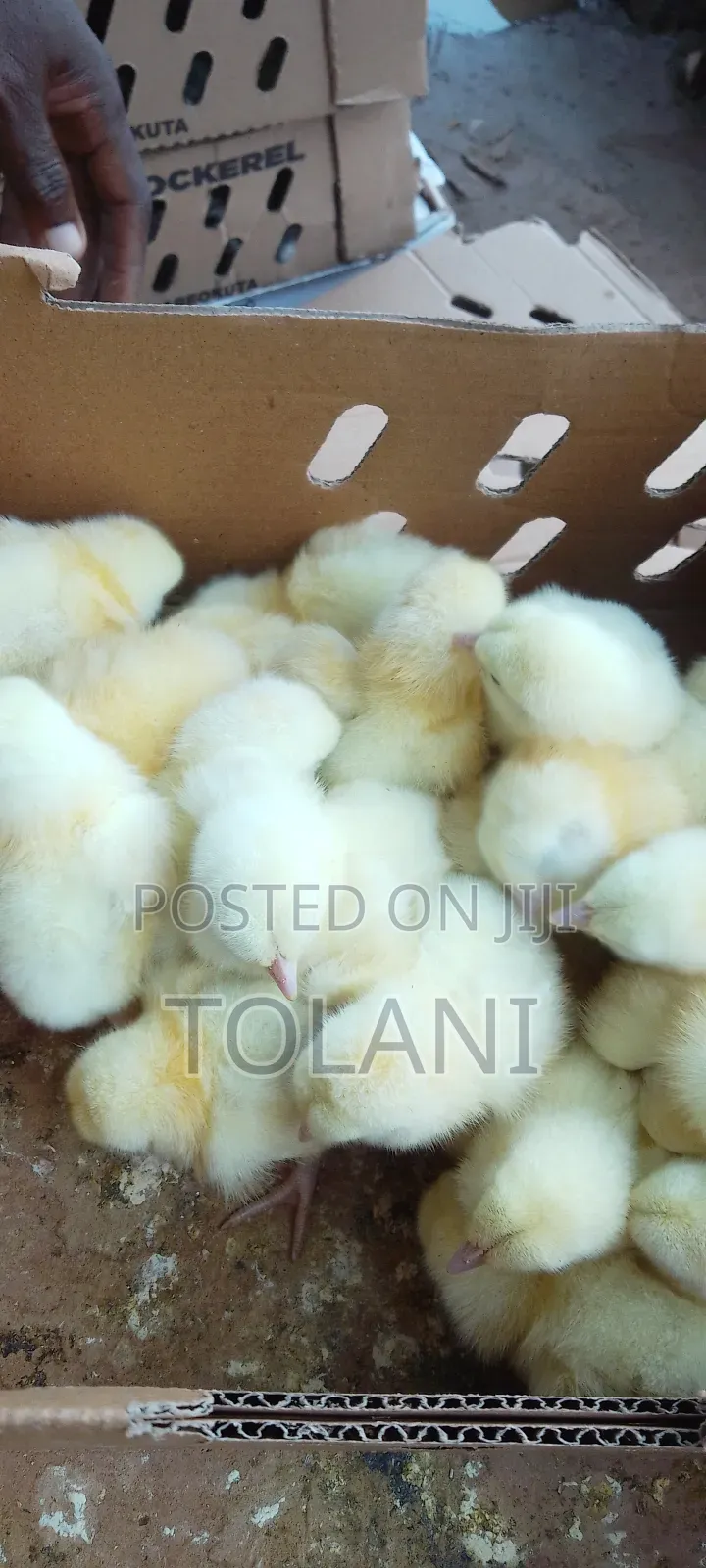 I Sell Day Old Chicks