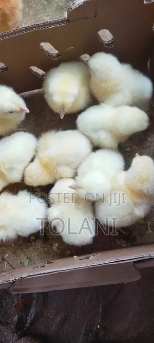 I Sell Day Old Chicks