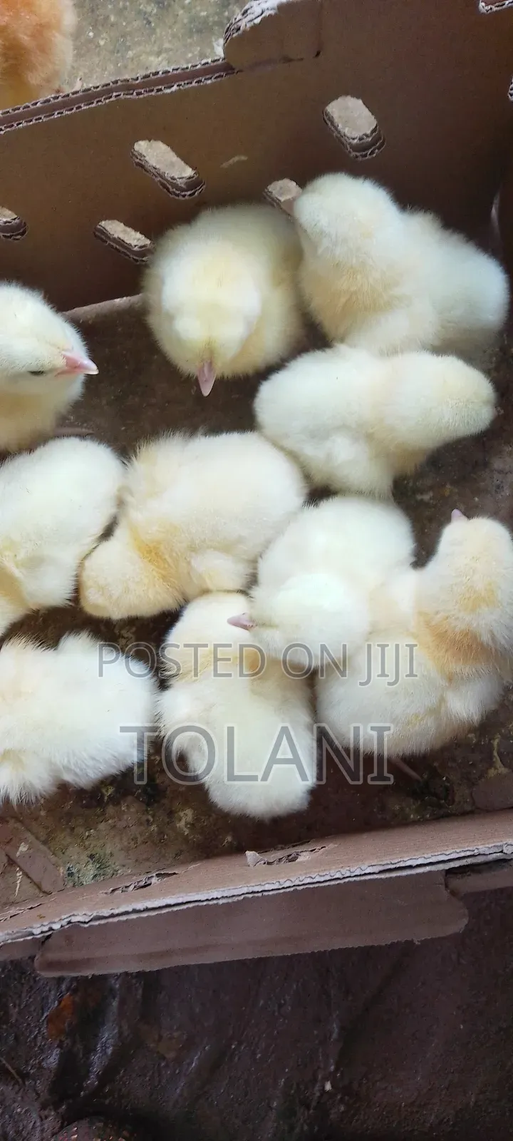 I Sell Day Old Chicks