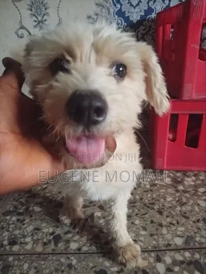 1+ year Male Purebred Lhasa Apso