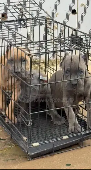 1-3 months Female Purebred Cane Corso