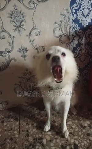 1+ year Male Purebred American Eskimo