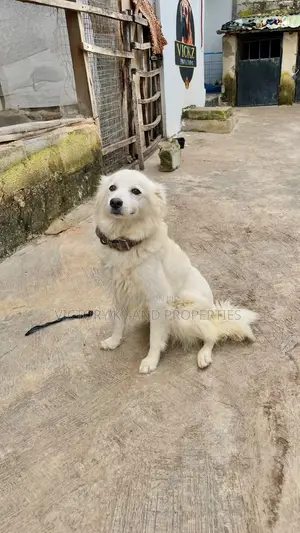 1+ year Female Purebred American Eskimo