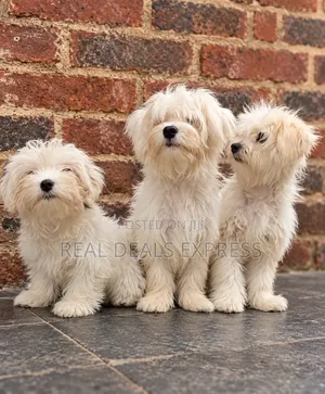 3-6 months Male Purebred Lhasa Apso