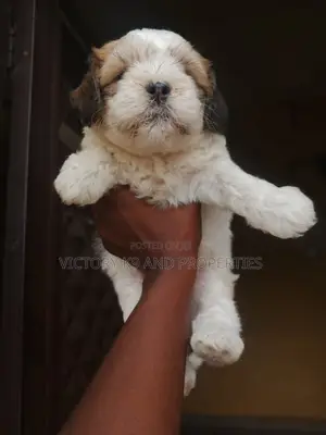 1-3 months Male Purebred Lhasa Apso