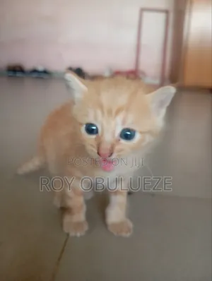 0-1 month Female Purebred American Shorthair