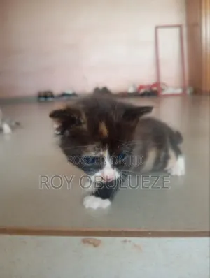 0-1 month Male Purebred American Shorthair