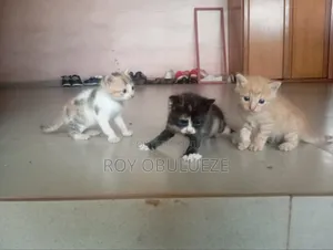 0-1 month Female Purebred American Shorthair