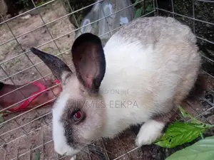 Male Chinchilla Rabbit