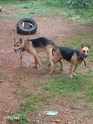 1+ year Male Purebred German Shepherd