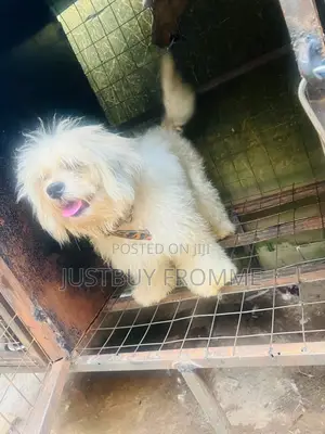 1+ year Female Purebred Lhasa Apso