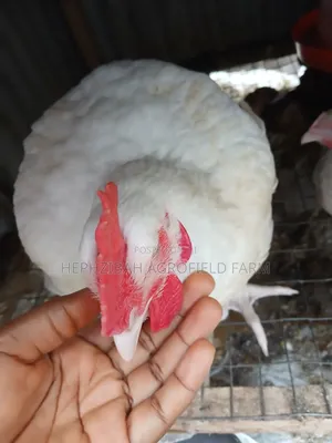 Above 3kg Broilers Chicken Available for Sale