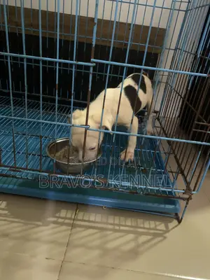 3-6 months Male Purebred American Pit Bull Terrier