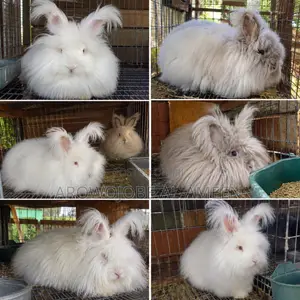 Angora Rabbit for Sale