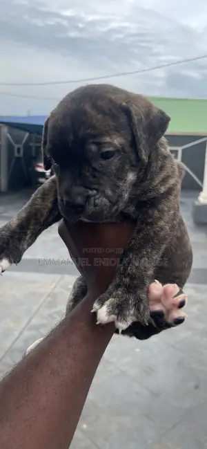 0-1 month Male Purebred Boerboel