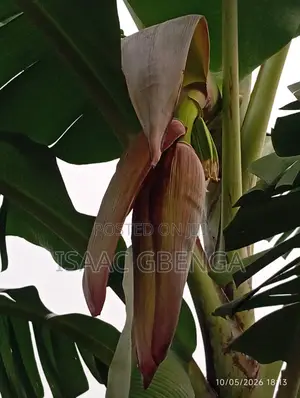 Giant Cavendish Banana and Plantain Suckers