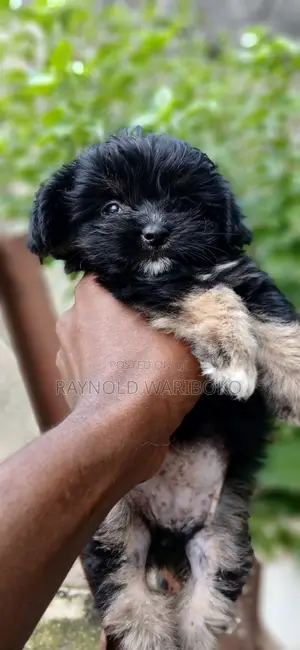 1-3 months Male Purebred Lhasa Apso