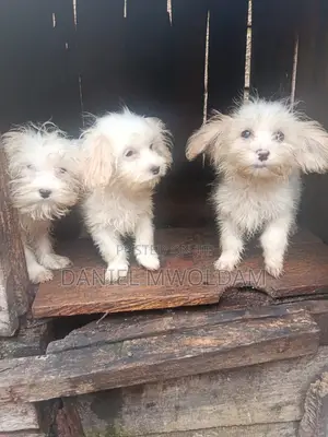 1-3 months Female Purebred Lhasa Apso